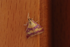 Pyrausta sanguinalis