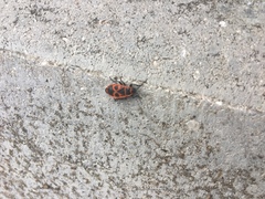 Pyrrhocoris apterus