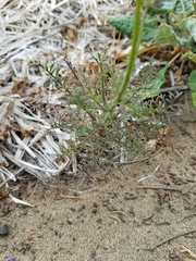 Gilia capitata chamissonis