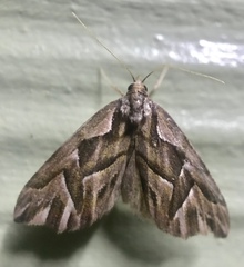 Clytoscopa iorrhoda