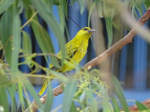 Oriolus chinensis