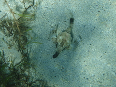 Eurypegasus draconis