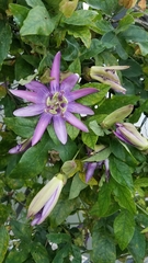 Passiflora amethystina × caerulea