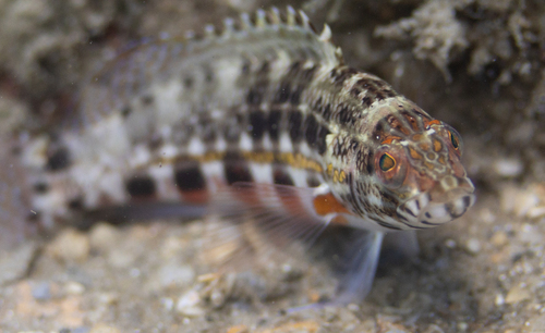 Baldwin's serranid (Serranus baldwini) — Serranidae — 4