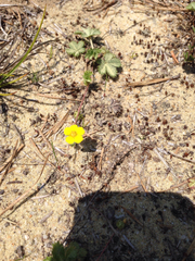 Potentilla canadensis