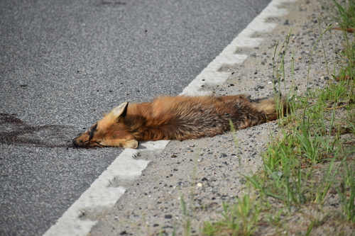 Red Fox photographed in South Carolina