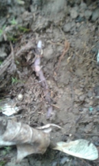 Aporrectodea caliginosa