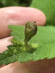 Tetraneura