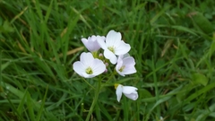 Cardamine pratensis