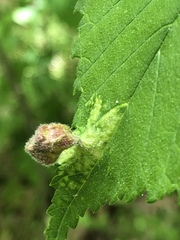 Tetraneura