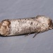 Pecan Carpenterworm Moth - Photo (c) Laura Gaudette, some rights reserved (CC BY), uploaded by Laura Gaudette