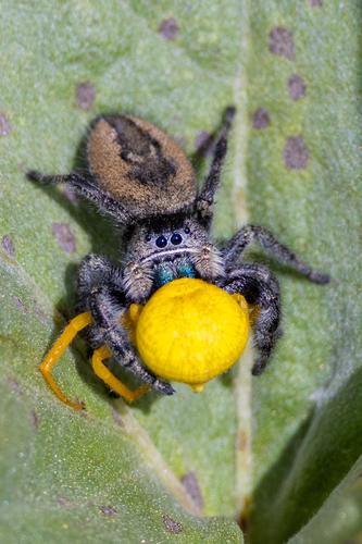 Johnson's Jumping Spider, Mount Kobau, Okanagan Valley, BC, Canada, photo 6 of 10