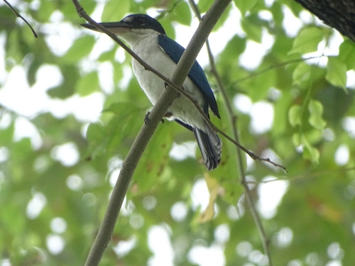Todiramphus chloris