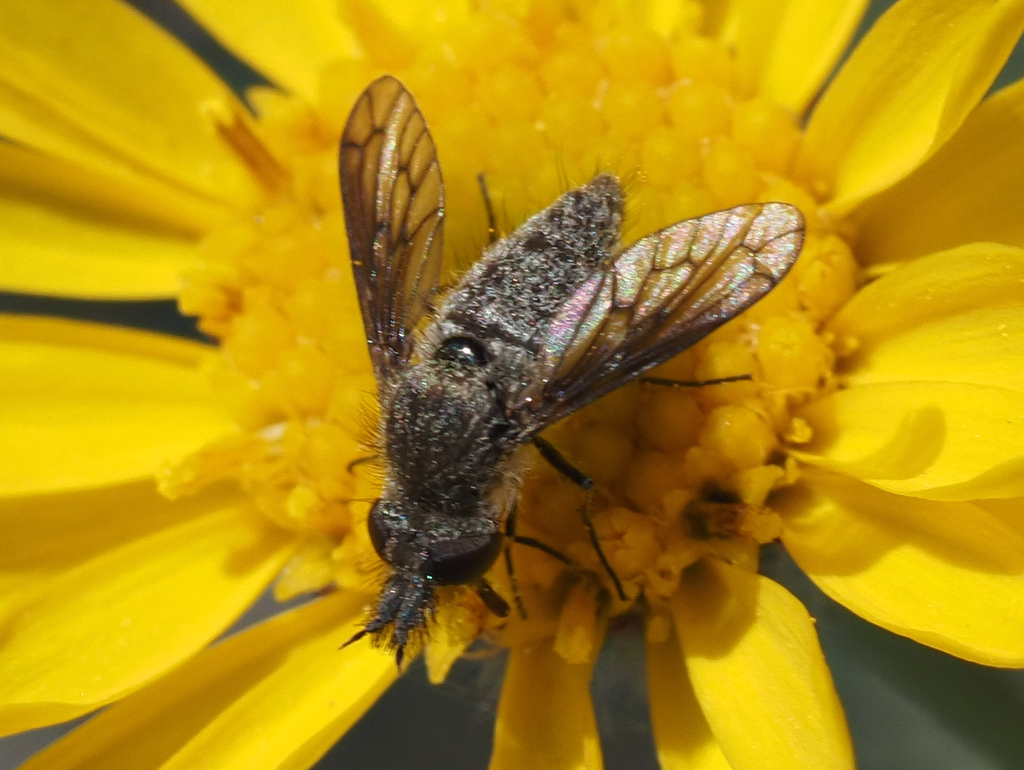 Conophorus columbiensis