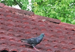Columba livia