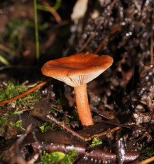 Lactarius eucalypti