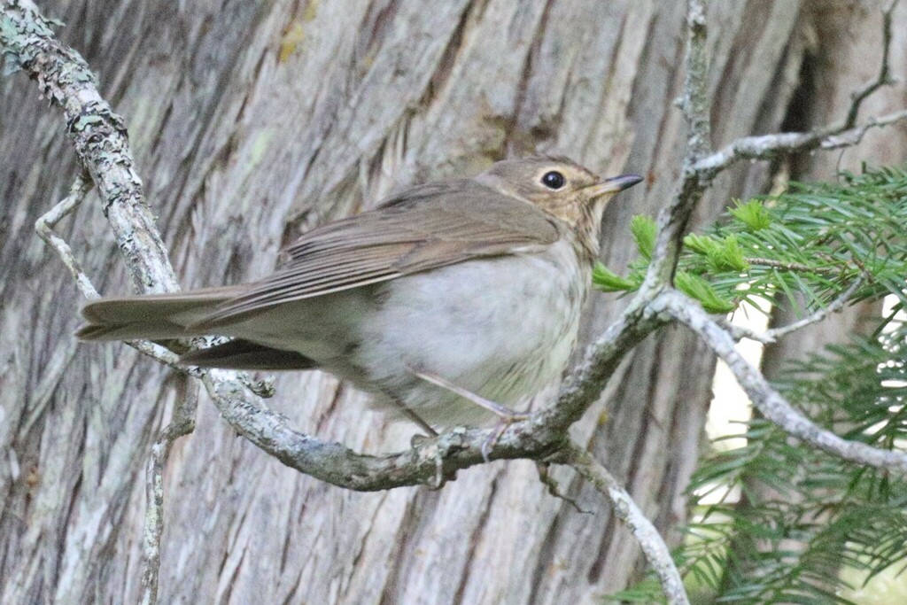 Swainson's Thrush in May 2024 by Trent Massey · iNaturalist