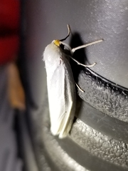 Coscinia chrysocephala