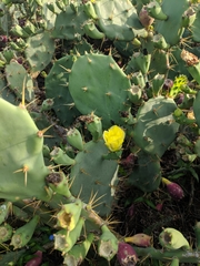 Opuntia stricta
