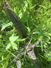 Dactylorhiza maculata