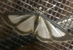 Cydalima