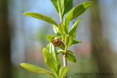 Calvia quindecimguttata