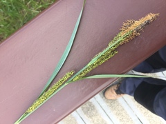 Carex acuta