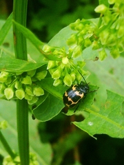 Gallerucida bifasciata