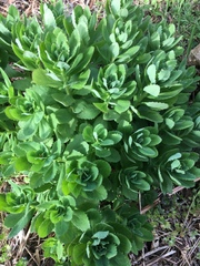 Hylotelephium telephium