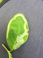 Aulagromyza hendeliana