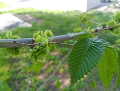 Ulmus
