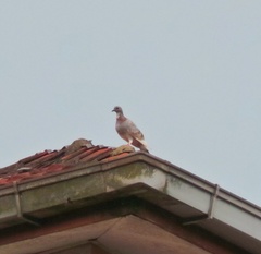Columba livia domestica