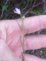 Heliophila linearis linearifolia