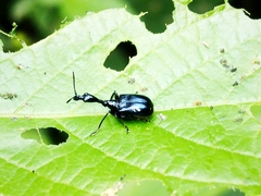 Apoderinae