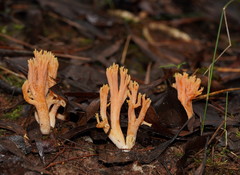 Ramaria anziana