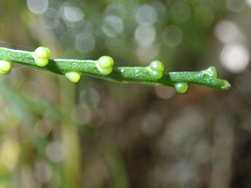 Psilotaceae image