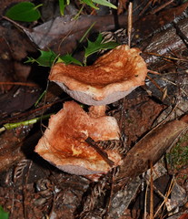 Austroboletus