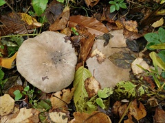 Clitocybe nebularis