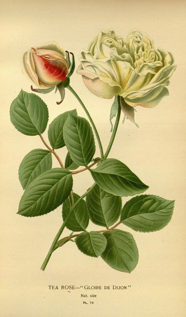 Rosa odorata (Rosa odorata)