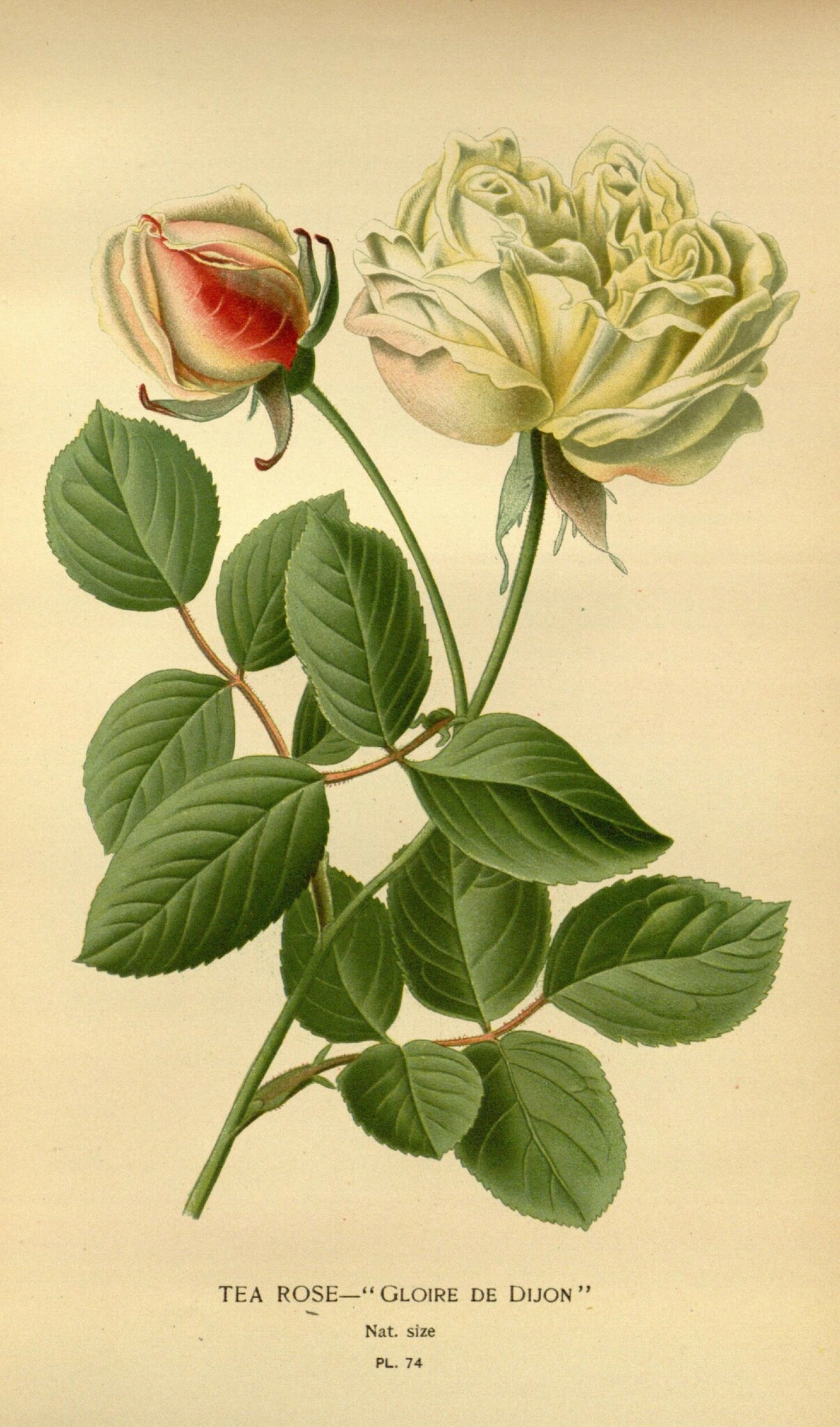 Rosa X odorata
