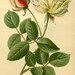 Rosa × odorata - Photo 
Bois, D.; Frederick Warne (Firm); Herincq, B.; Step, Edward; Watson, William, sin restricciones conocidas de derechos (dominio público)