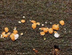 Trichoderma nothescens