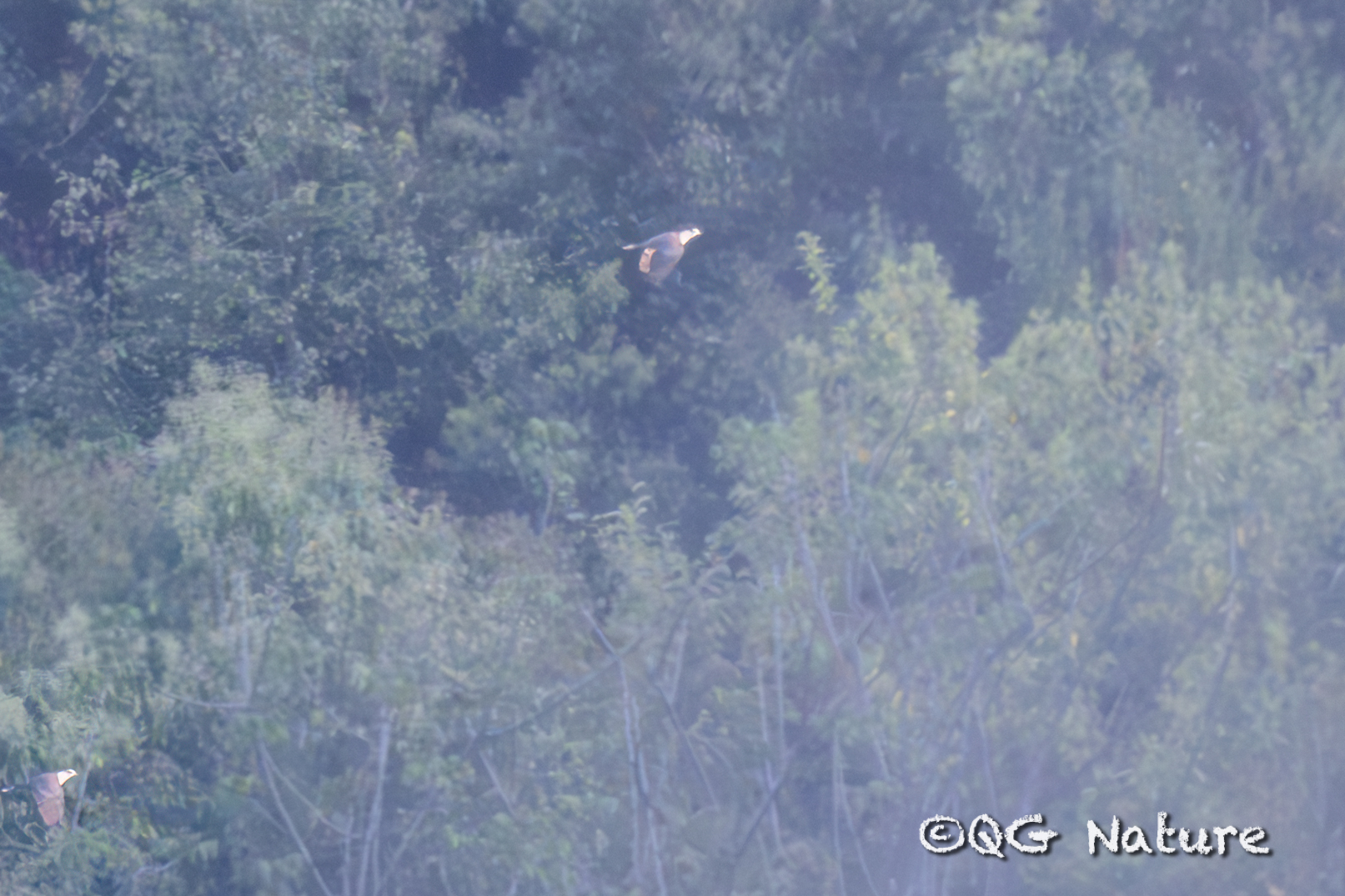 Speckled Wood Pigeon