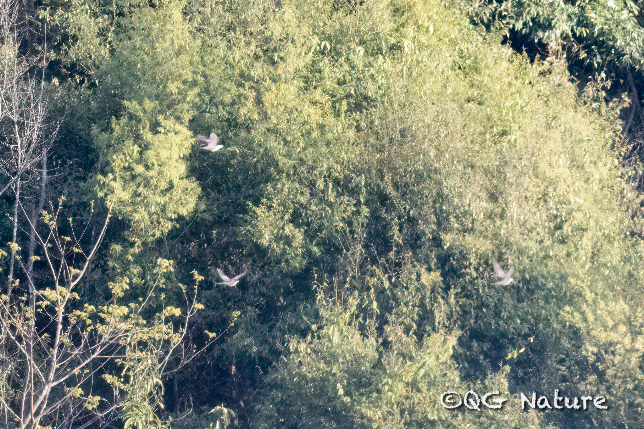 Speckled Wood Pigeon