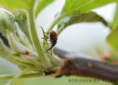 Tatianaerhynchites aequatus