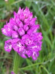 Neotinea tridentata tridentata