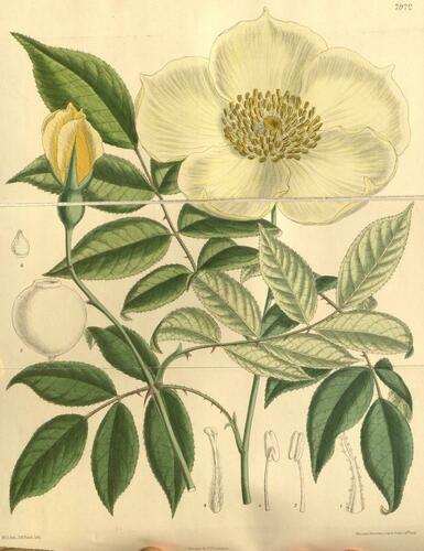 tea rose (Rosa ×odorata)