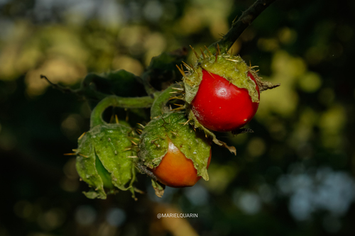 Joá-bravo (Solanum sisymbriifolium)