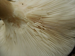 Clitocybe nebularis