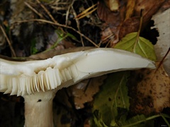 Clitocybe nebularis